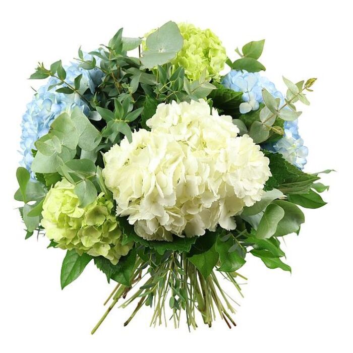 A generous hand-tied bouquet of hydrangeas and greenery is photographed against a crisp white backdrop, its rounded silhouette and soft colours creating a feeling of calm sophistication. Dominating the centre is a large, pillowy mass of creamy white hydrangeas, with countless small petals overlapping in tight clusters to form a smooth, cloud-like dome. Surrounding this central bloom, rounded heads of hydrangeas in pale sky blue stretch towards the upper left and upper right, their cool pastel tones evoking clear skies above the open spaces of Motspur Park. At the fringes, clusters of lime-green hydrangeas introduce a lively, fresh energy, standing out particularly at the bottom left and upper right, where their chartreuse petals suggest the brightness of early spring foliage along nearby residential streets. Interwoven among the hydrangeas is an abundant mix of foliage that adds depth and contrast: the soft, rounded leaves of eucalyptus in a muted silvery-green create a cool, almost misty effect, while darker green leaves with a more pointed shape and gentle shine weave through the bouquet, giving it structure and a sense of fullness. The stems extend neatly from the base, gathered and tied with the precision of an experienced florist, ready to be placed in a glass vase on a hallway console or dining table near Motspur Park station. The lighting in the image is even and natural, revealing subtle shifts in hue across each petal and leaf, from creamy ivory and powder blue to bright lime and deep forest green. Together, the elements form a bouquet that feels perfect for a range of occasions-a serene wedding arrangement, a comforting sympathy tribute, or an elegant gift to celebrate an anniversary or new beginning-its white, blue, and green palette radiating gentle elegance and a connection to nature.