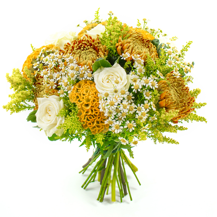 This hand-tied bouquet, photographed upright against a neutral white background, showcases a carefully composed mix of warm autumn hues and lively greens, the stems gathered and secured at the base with neat green florist's tape. Forming a generous dome, the arrangement is anchored by large chrysanthemums whose petals fan out in dense, spiky layers of golden yellow, burnished orange, and russet-brown, evoking the tones of turning leaves along the streets of Motspur Park. Among these textured blooms, creamy white roses provide a soft counterpoint; their smooth, velvety petals curl inward in precise spirals, catching the light with a subtle, satin-like sheen. Adding an eye-catching twist, several bold yellow-orange celosia blooms rise up, their velvety, brain-like folds and coral-textured ridges creating a sculptural focal point that feels both playful and refined. Delicate white daisy-like flowers, likely matricaria or feverfew, are interspersed throughout the bouquet, each tiny bloom featuring a bright yellow centre that echoes the warmer tones while lending a fresh, field-grown charm. Encircling and supporting the flowers, feathery plumes of lime-green solidago and other lush green foliage spill outward, giving the arrangement volume, depth, and a sense of natural movement, as if gently stirred by a light wind over nearby parks. The lighting is bright and even, making the colours vivid and the different textures-from smooth rose petals to ruffled celosia-clearly visible. Overall, the bouquet conveys a mood of seasonal abundance and cosy elegance, perfectly suited for an autumn dinner table, a thoughtful gift to a Motspur Park friend, or a welcoming accent in a local home.
