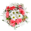 This dynamic bouquet channels the energy and renewal of spring in Motspur Park, with crisp white daisies shining from centres of lime green, nestled among ruffled coral-pink carnations that pulse with playful vibrance. Wispy gypsophila floats through the bouquet, like soft clouds over the green open spaces by the railway. A handful of slender alstroemeria buds, touched with soft purples and deep pinks, and smooth eucalyptus leaves tucked among the flowers, lend the arrangement texture and a refreshing note of scent. The overall palette is radiant and fresh, conjuring the brightness of a Motspur Park morning and ideal for celebrating local milestones or adding joy to a gathering on Arthur Road. Each element is placed with purpose for a tranquil yet exuberant effect-the kind of bouquet that brings the outside in, perfect for thanking a friend, congratulating a neighbour, or simply marking another beautiful day in Motspur Park. Created by local florists attuned to the area's spirit, this bouquet is a testament to the attention and artistry found at Florist Motspur Park, ready for same-day delivery across SW20.